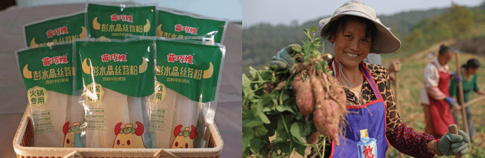重庆彭水县:把"小红薯"做成"大产业",全力打造"中国苕粉之都"
