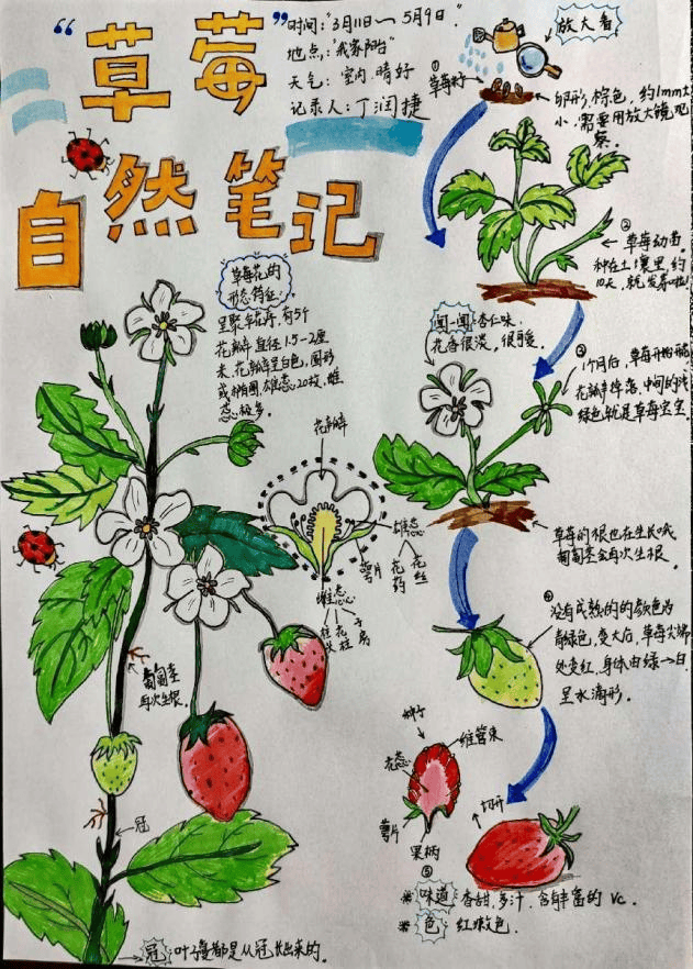 四年级自然笔记简单图片