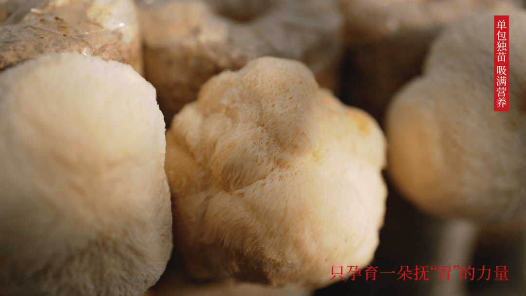 香菇菌多糖片价格图片