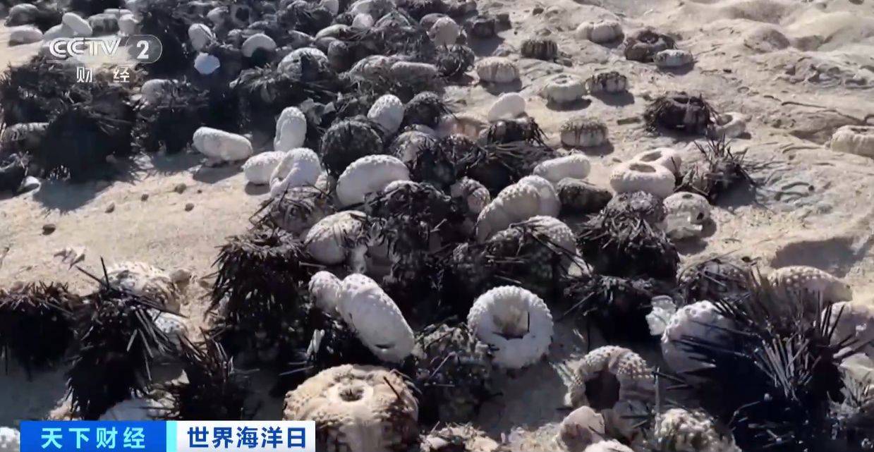 大批海胆神秘死亡!海胆瘟疫或正蔓延全球海洋