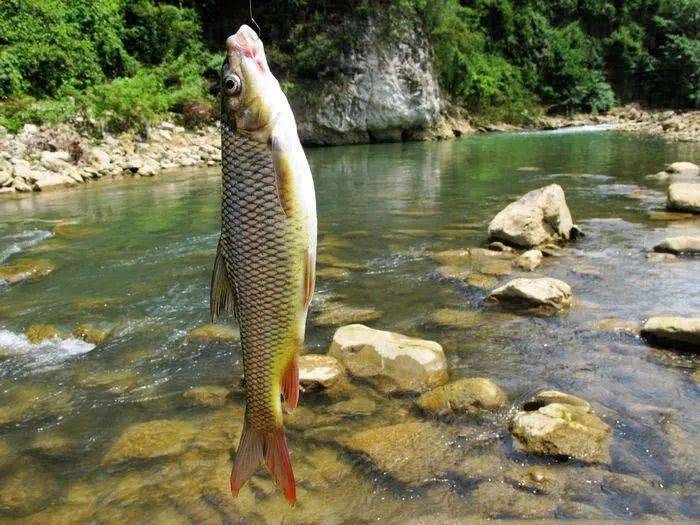 盘车溪流钓,青波戏红尾,懂得放生,才是真正的钓鱼人