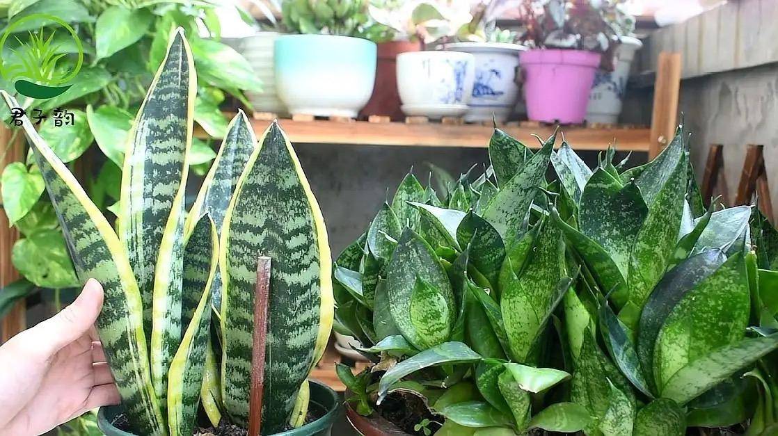 6种"耐旱花",别浇水太多,要旱养,顺利过冬,旺盛茁壮很漂亮