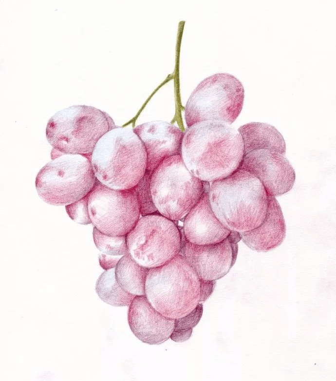 如何画好一串彩铅提子!