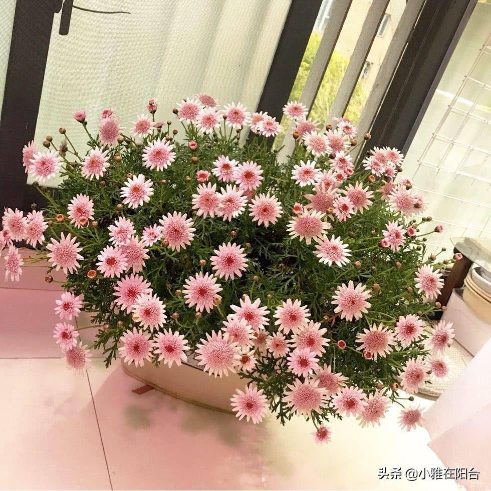 阳台花园养花,就养这花,插枝即活,一盆种出20盆,一天开花90朵