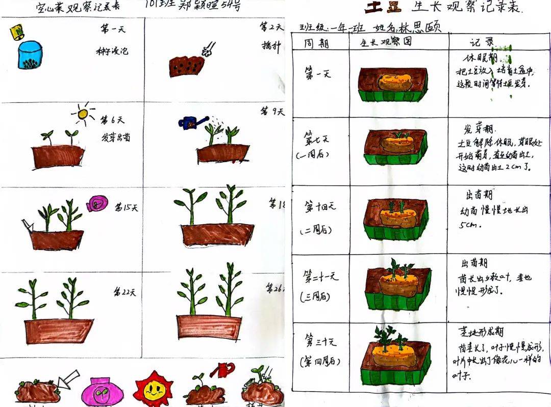 和植物共成长