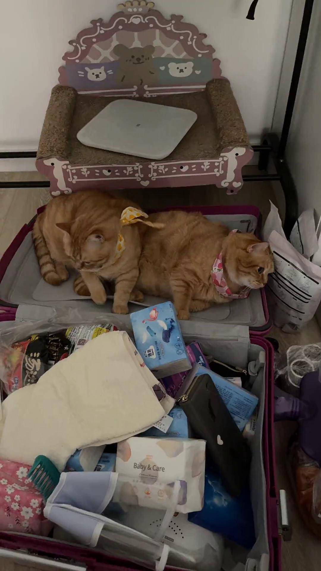 搬家公司员工偷懒直拍橘猫 黄皮子猫