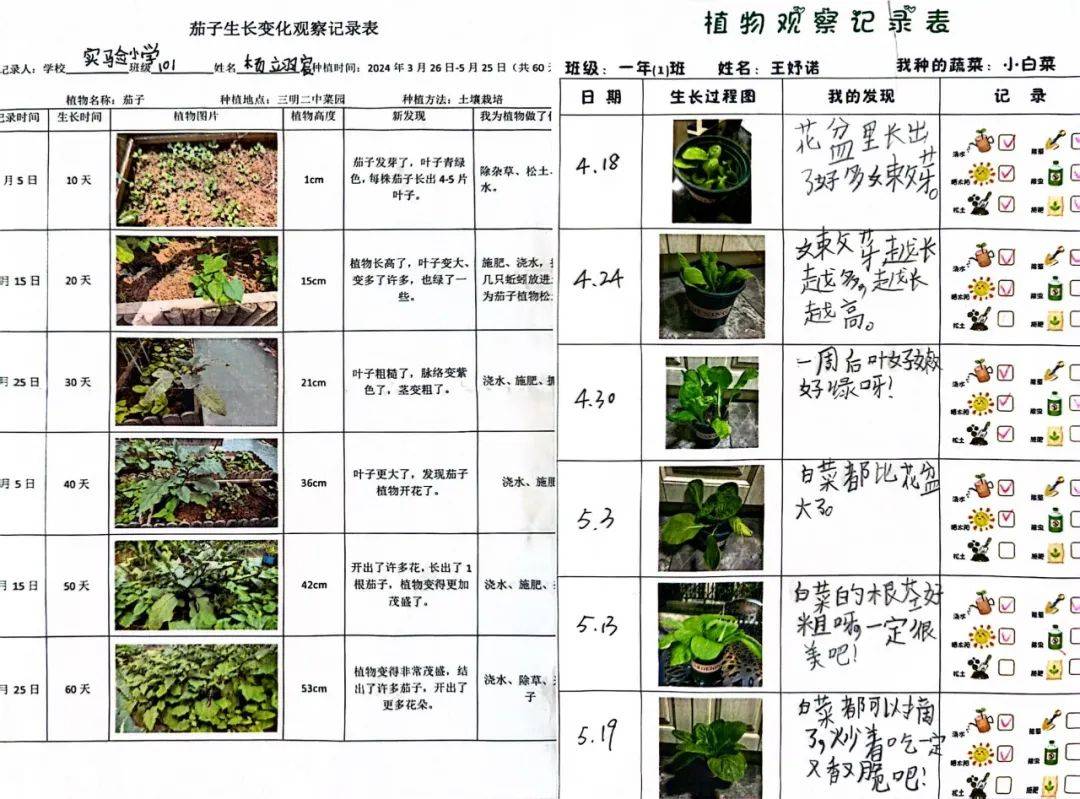 菜根生长过程记录表图片