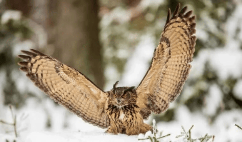 端午假期科普活动一览_受众_海水_鸟类