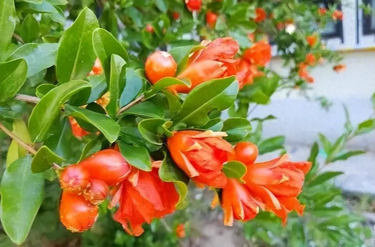 石榴花红艳的诱人,像穿着漂亮的裙裾飘飞 | 作者 沈昌顺