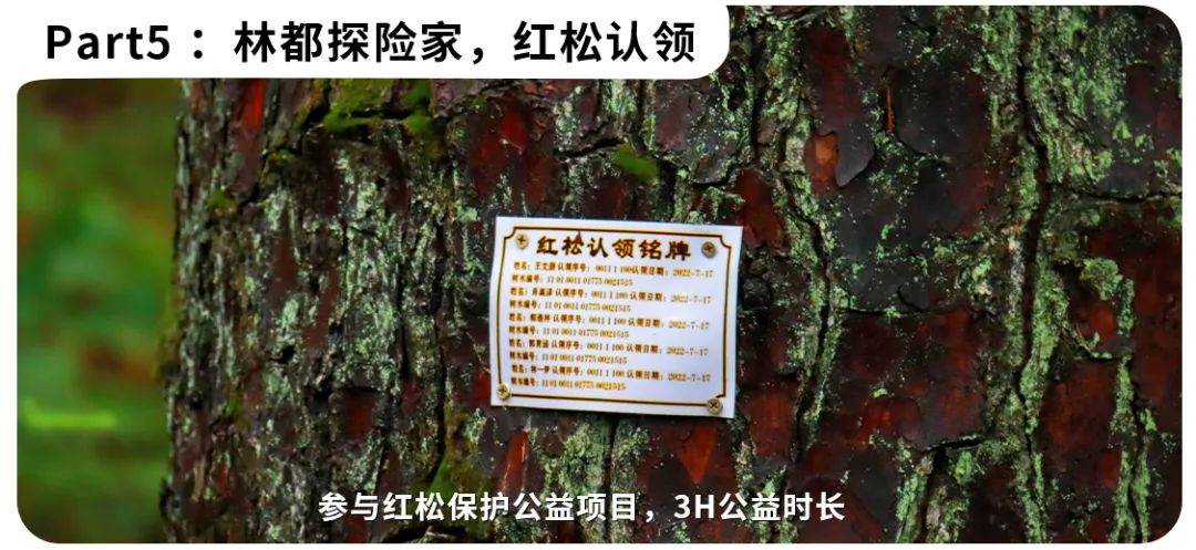 2024小兴安岭亲子夏令营 | 森林漂流 森林骑士 寻蜜