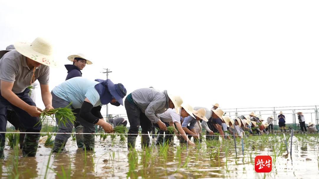 好吃的大米是这样种出来的!南农大院士下田忙,师生赶"端秧"
