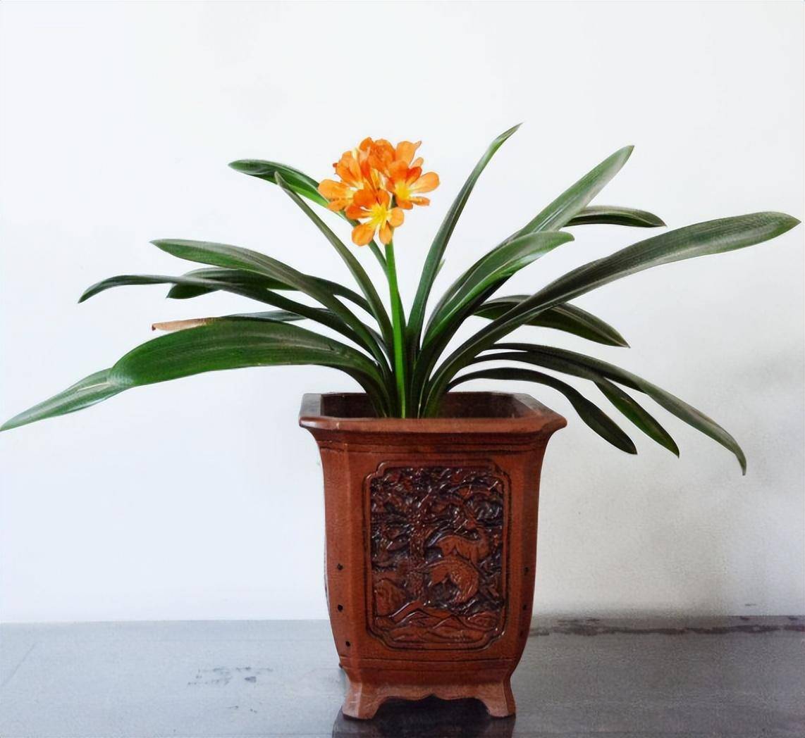 养君子兰,有"1步"是关键,叶整齐油绿茂盛,开出惊艳大花朵