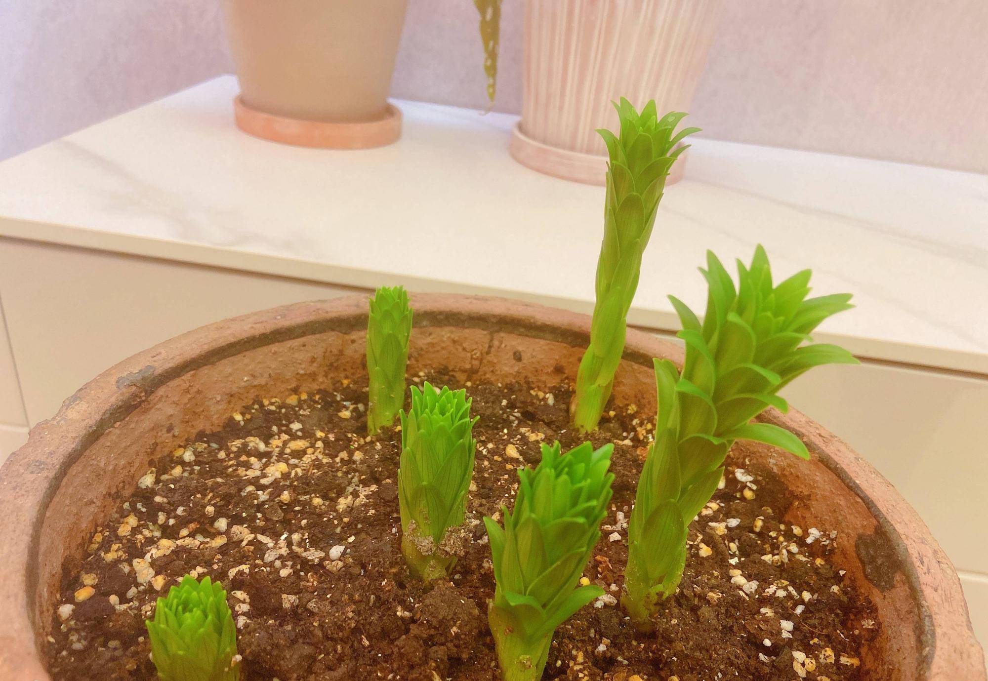 如何养亚洲百合花?记住3点,花苞多易复花,皮实耐寒很漂亮