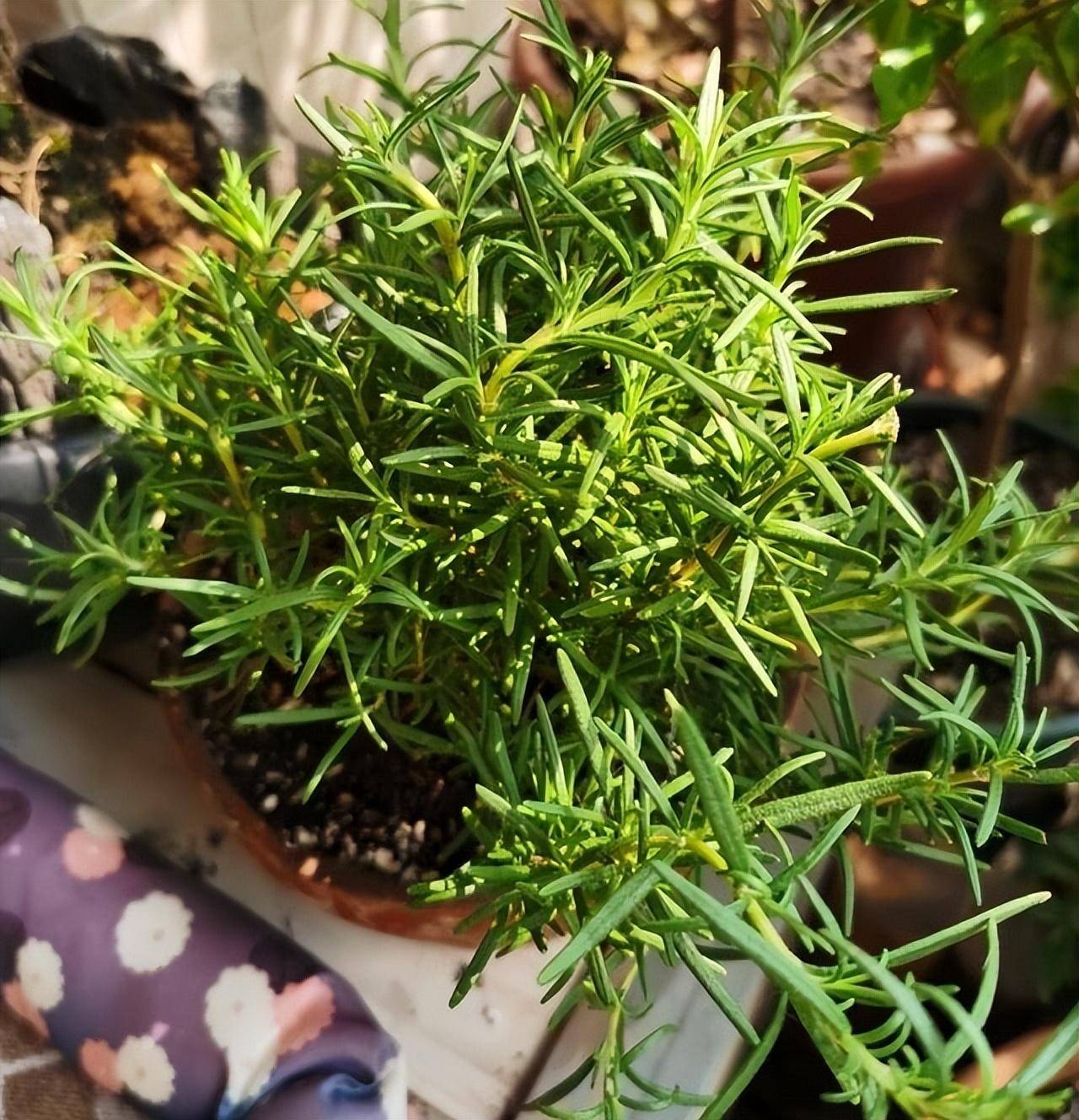 迷迭香的种植方法和技巧在家里养迷迭香的时候,首先要注意浇水不能
