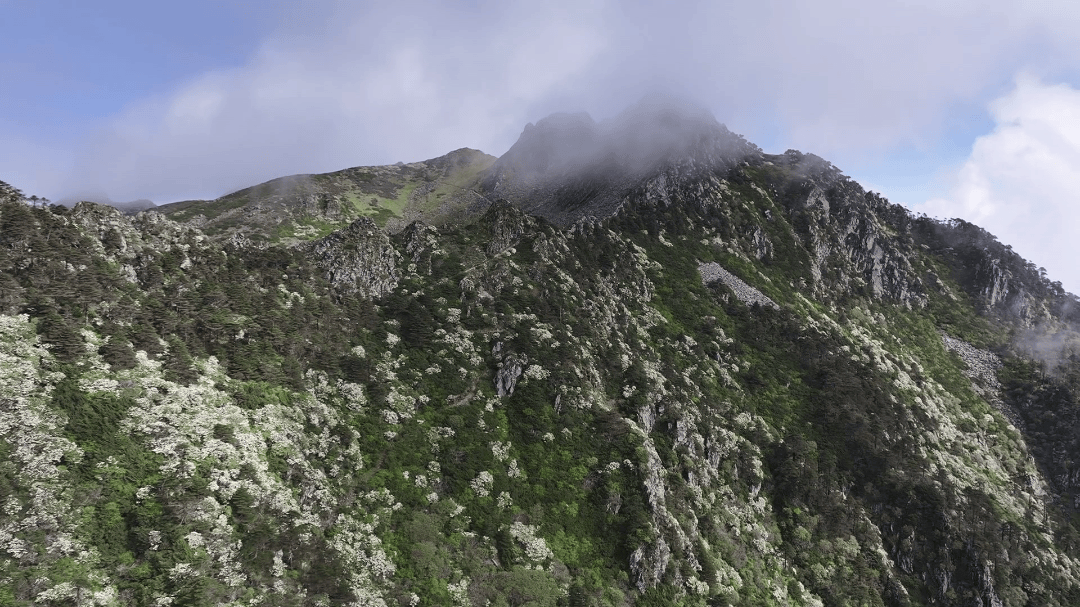 大理洗马潭杜鹃盛放 百人太极"粽"情山水