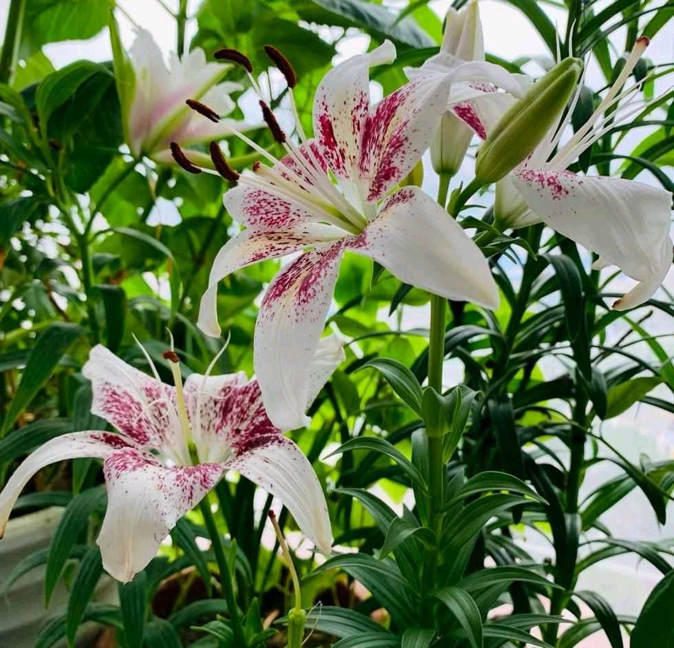 一花一木百合鲜地系列图片