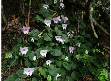 瑶山苣苔图片