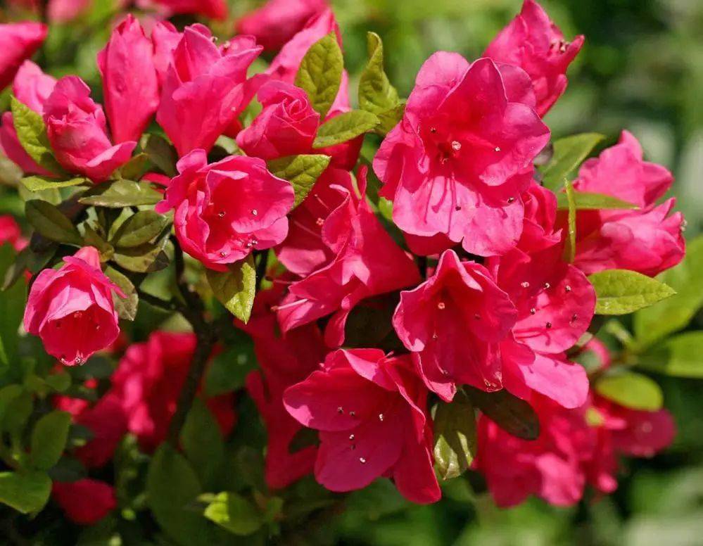 国画素材丨杜鹃花,想想都入画!