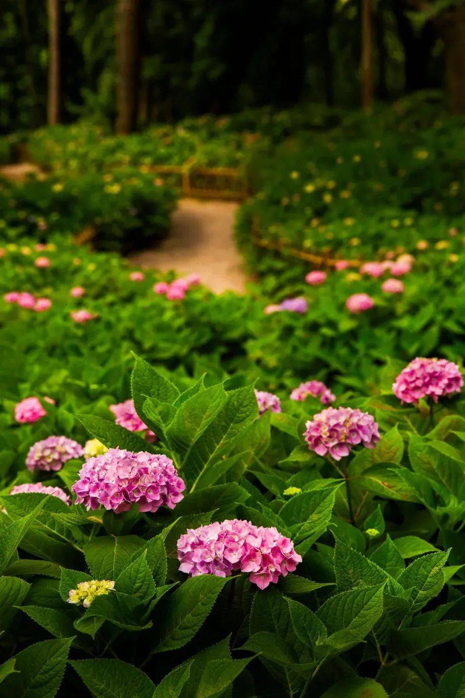 五彩缤纷!八仙花盛放,"森林"约你看花海!