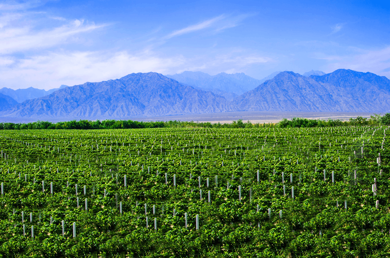 星星的故乡:当古老贺兰山与葡萄邂逅,醉人的不只是酒!