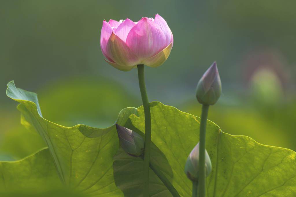 北京 莲花池公园荷花夏日绽放