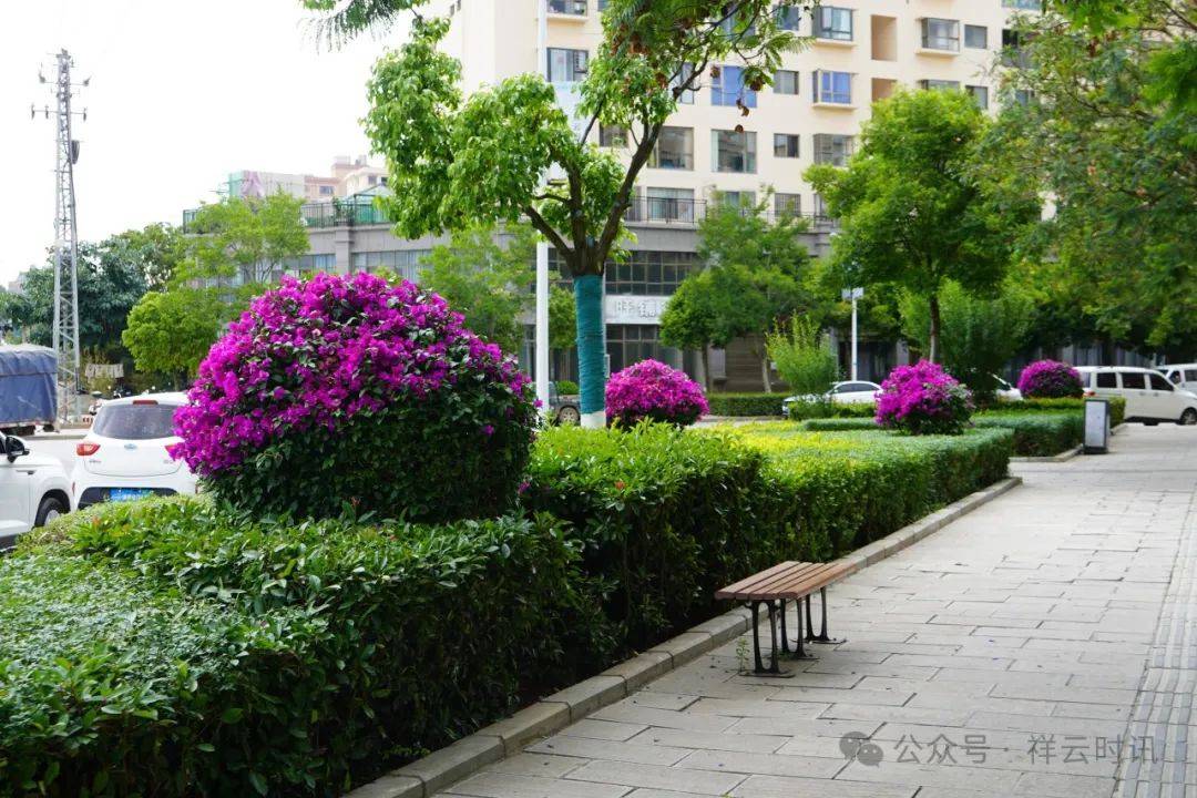 祥云:城市绿植修剪忙_绿化_乔木_绿篱