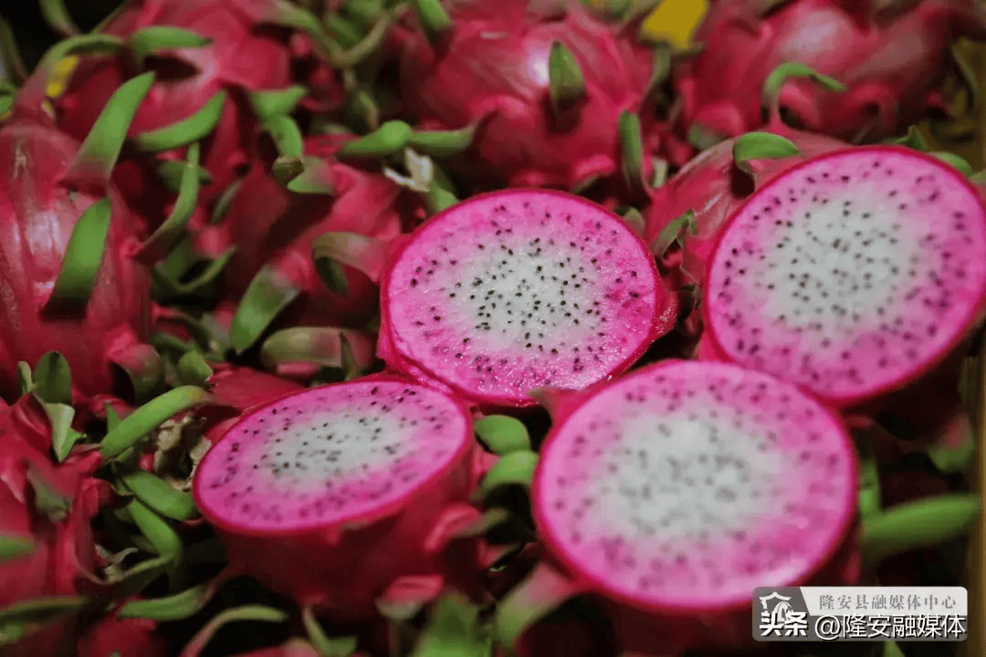 广西金穗农业集团方八火龙果种植基地.