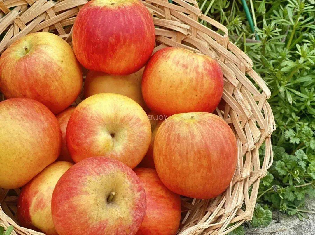 【南非冰糖小苹果】39.9元享2.5斤,约12-15个!糖度16 !