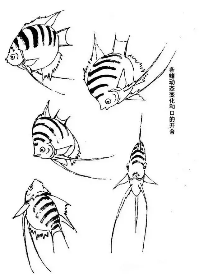 国画鱼的画法步骤简单图片