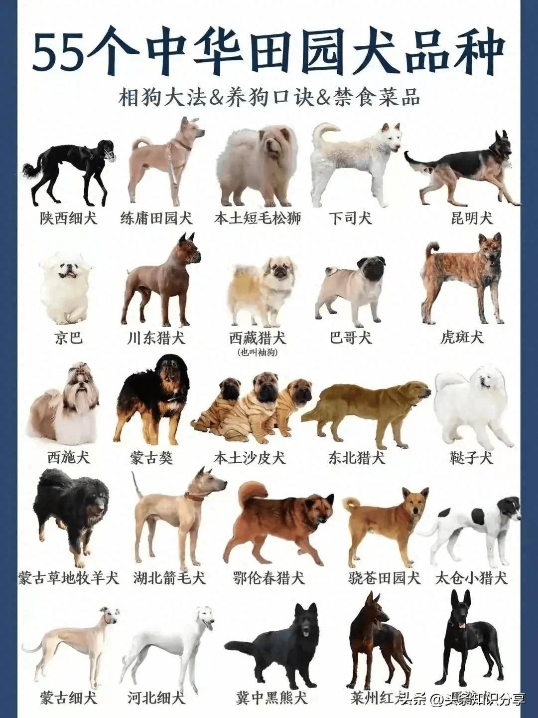 55个中华田园犬品种