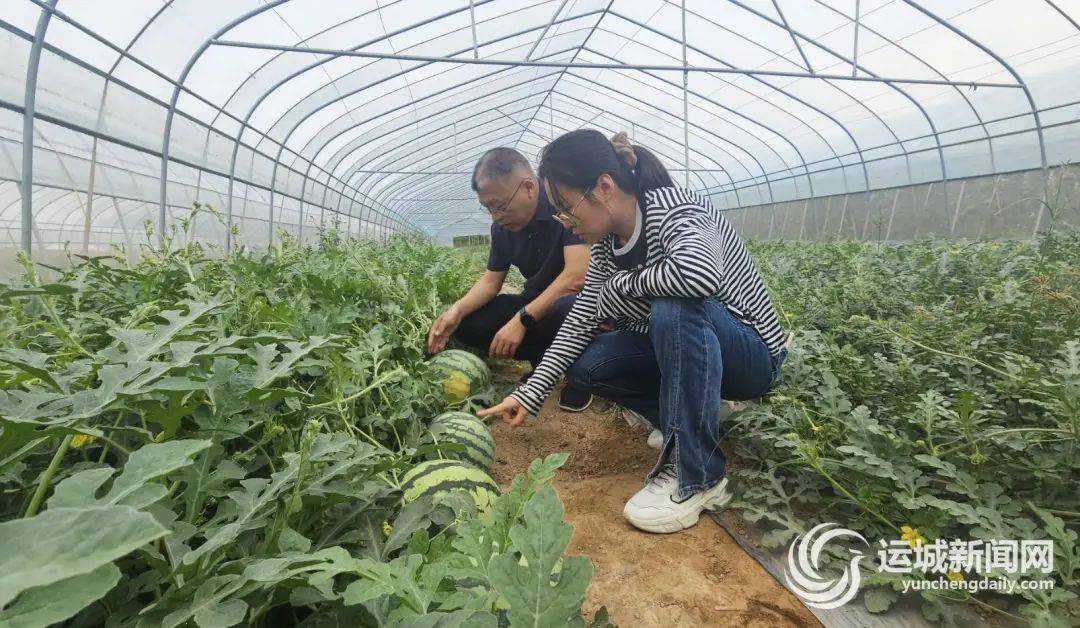 各县动态 | "吃瓜季"如约而至 小吊瓜"初露"风采_西瓜_盐湖区_京嘉