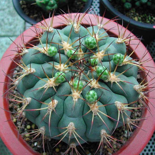 试试3个方法,一年开好几茬,很容易开花_朋友_时候_植物