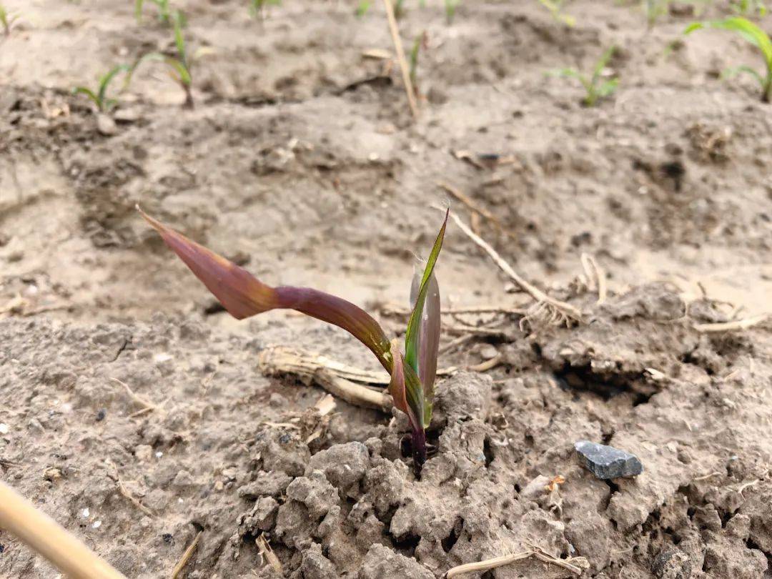 玉米红苗,紫苗和白化苗