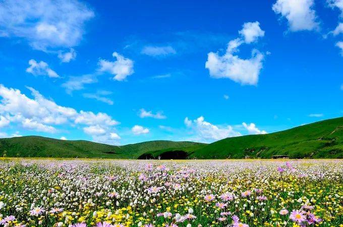 最美草原花海俄木塘