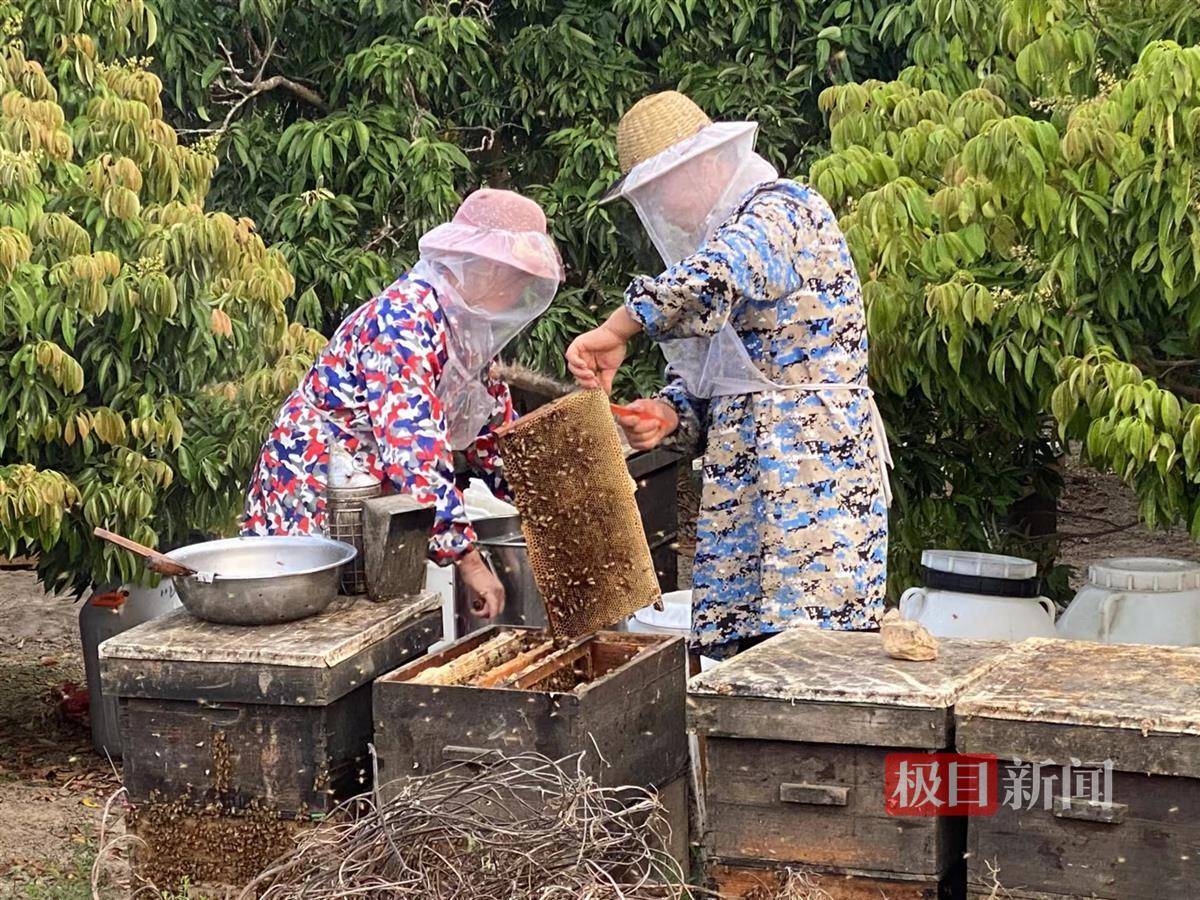 湖北阳新养蜂人张高明:甜蜜事业做得"蜂"生水起_蜜蜂_蜂蜜_花儿