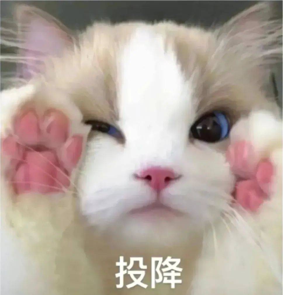 猫猫指人表情包原图图片