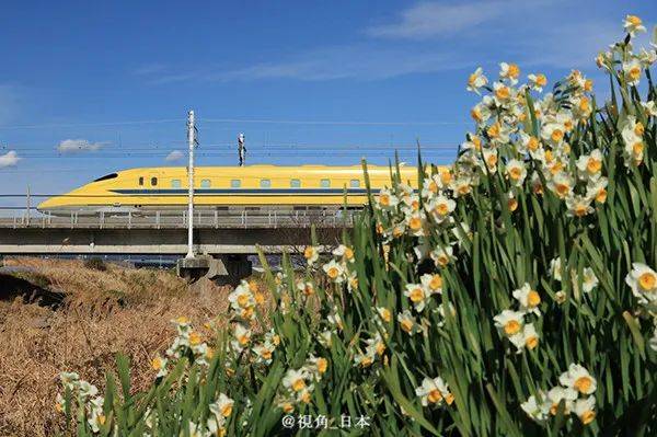 日本新干线的"黄医生"宣布退休 & 太宰府天满宫绣球花手水_设备_列车
