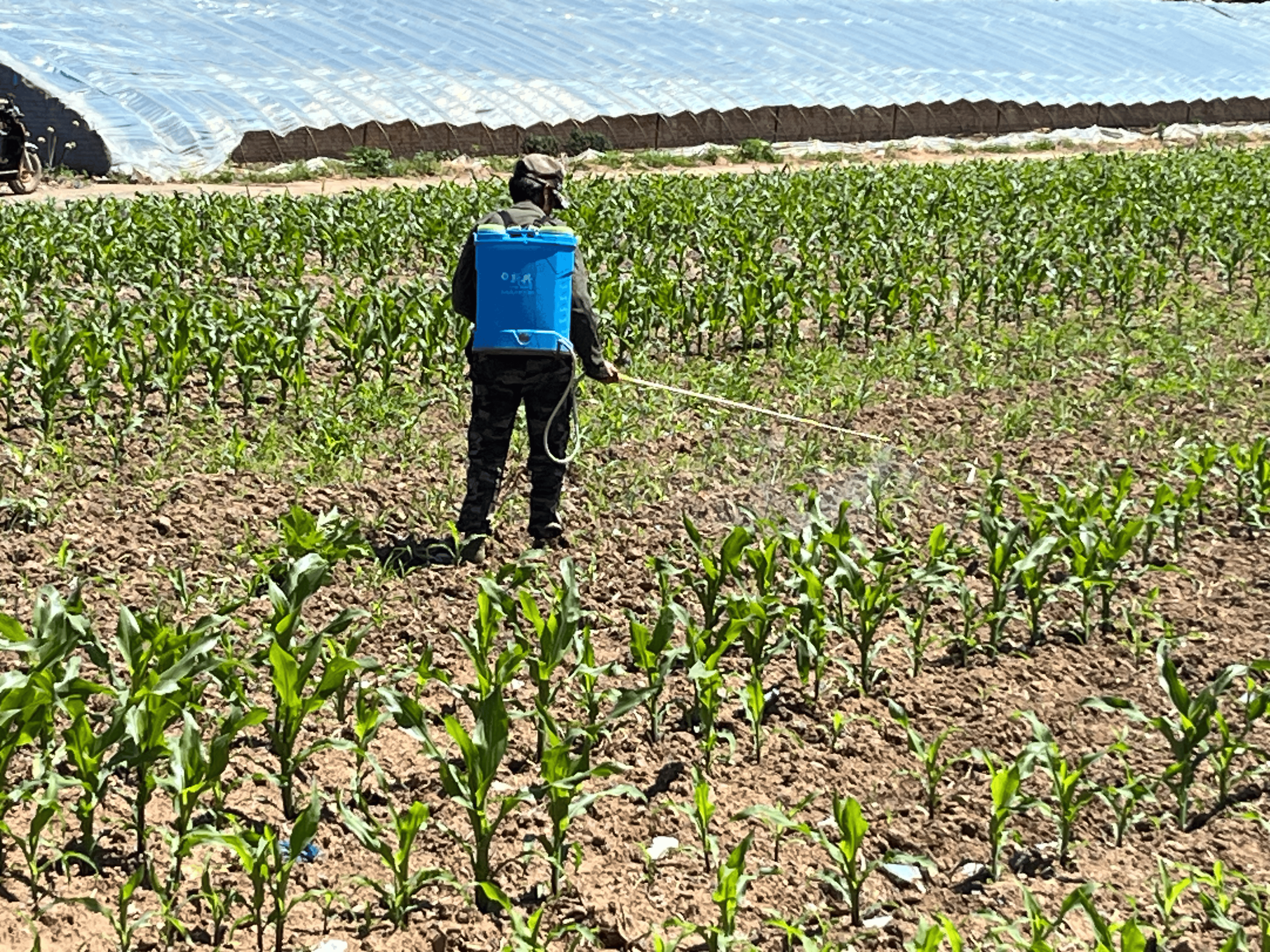 如何防治一代和二代黏虫?