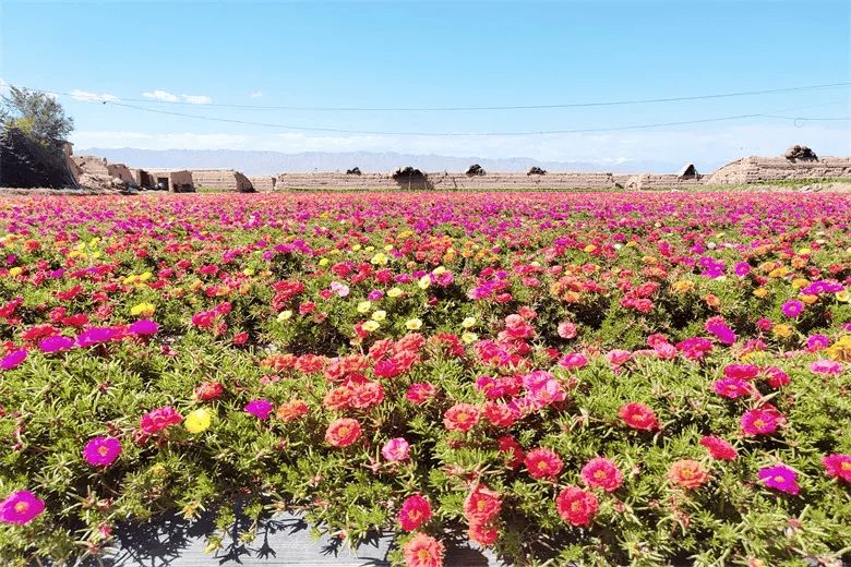 高台县合黎镇:擘画和美乡村新画卷