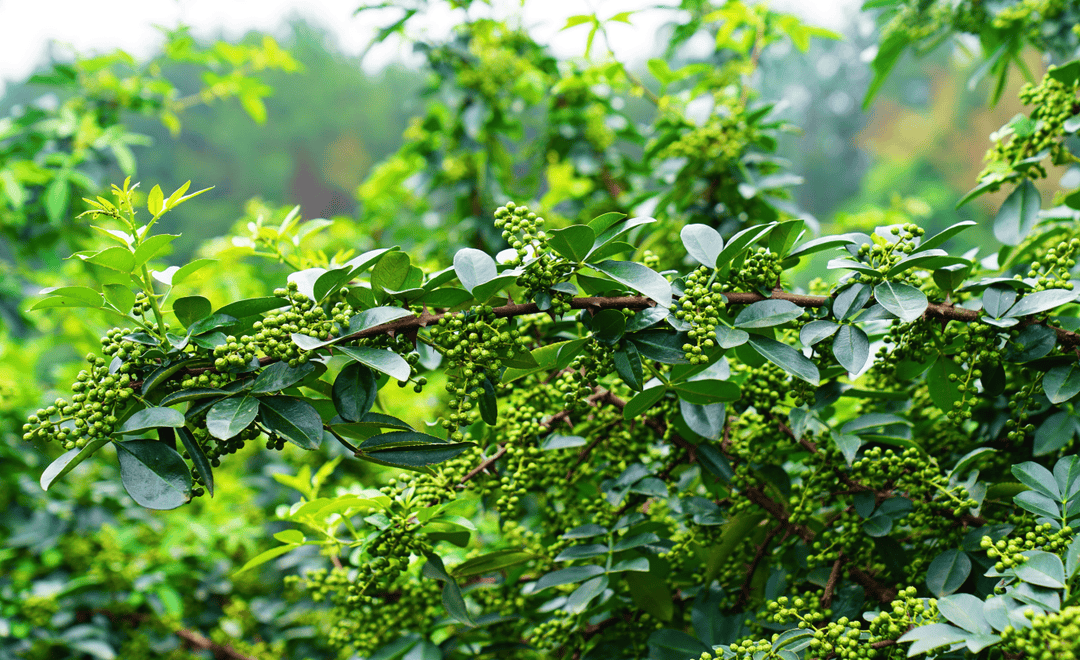 花椒树种植图片