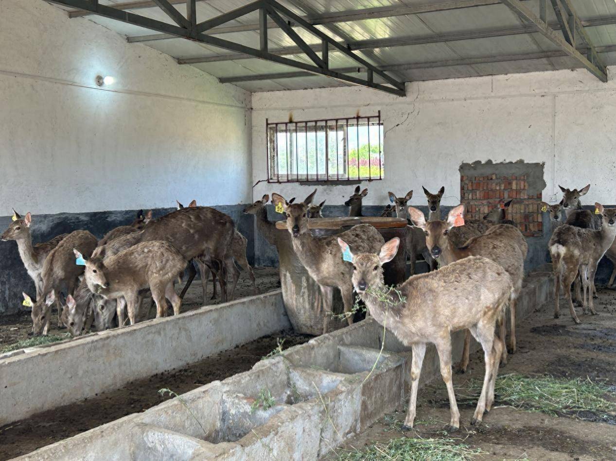 阿庄镇湫洼村铜川强百军种养殖农民专业合作社梅花鹿养殖基地合作社