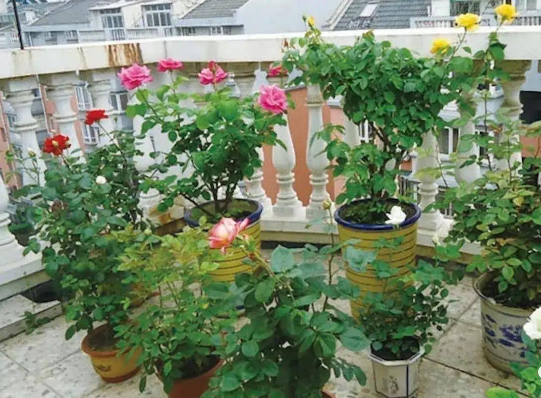 月季花如何施肥呢?牢记"2点",不停生长,不停开花,花多色艳
