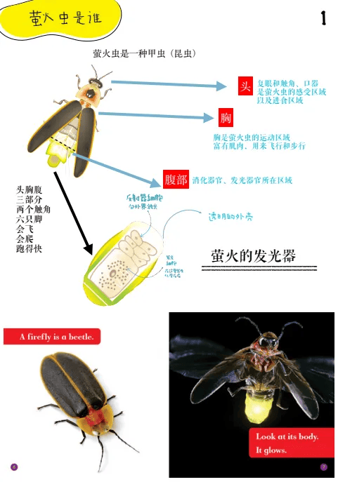 萤火虫种类图鉴图片