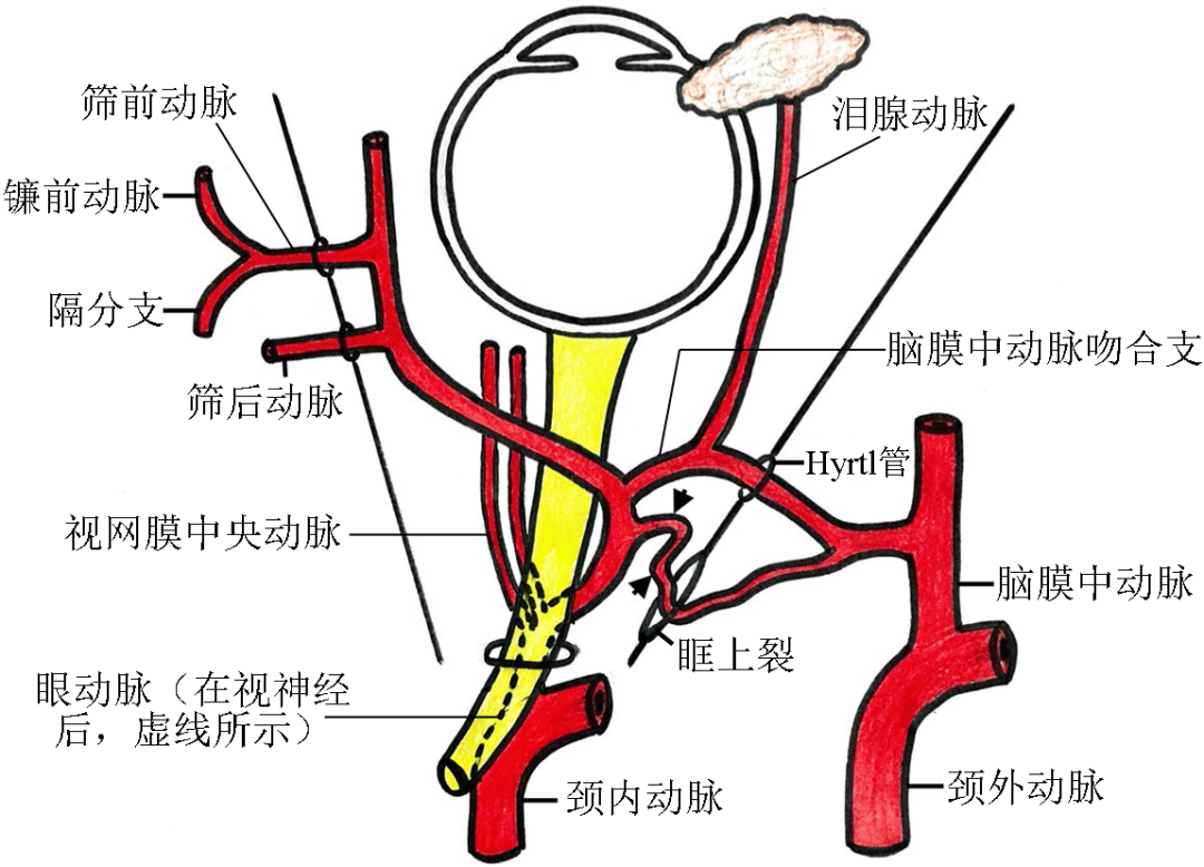 独辟蹊径,深入探索丨黄厚斌教授:重新审视眼缺血综合征