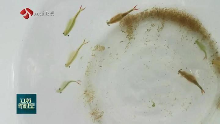 河北发现"仙女虾",卵能扛过100℃沸水存活,还能等1万年再孵化