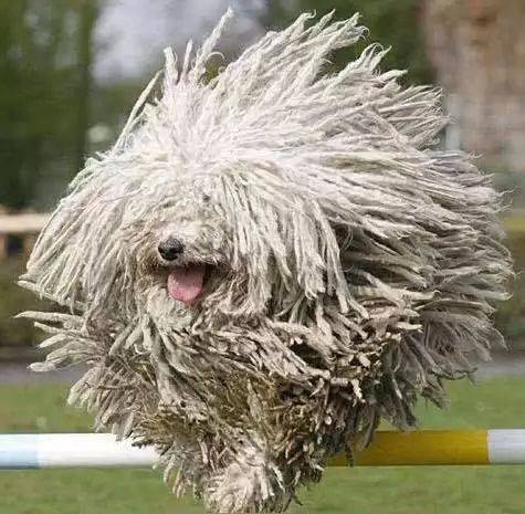 45种狗狗，很难得一见！旺！旺！旺！！