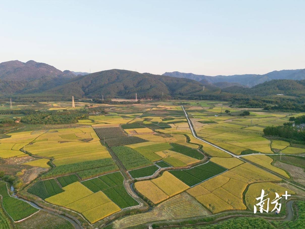 在英德市望埠镇,有这样一群人穿梭在村头巷尾,和乡亲们拉家常,调研