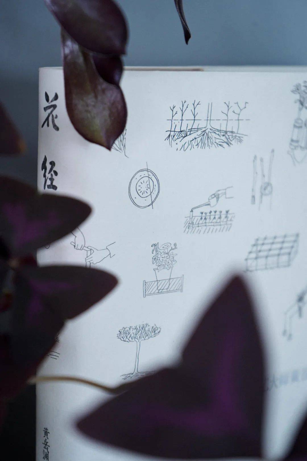 种好一株花,需要多少年?_黄岳渊_花经_园艺