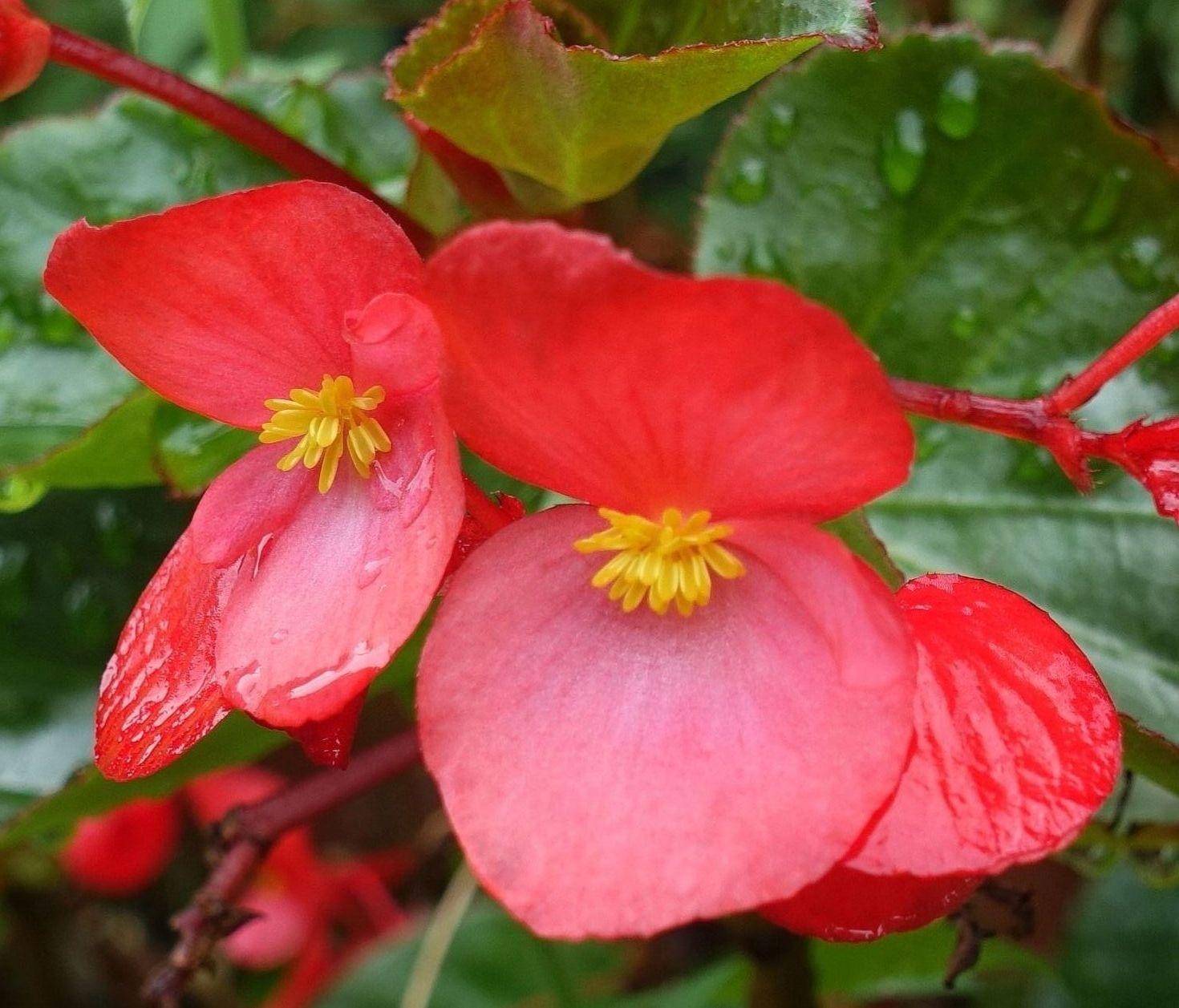 阳台养一盆它,四季都开花,只要注意3点,枝叶繁茂开花美极了_秋海棠