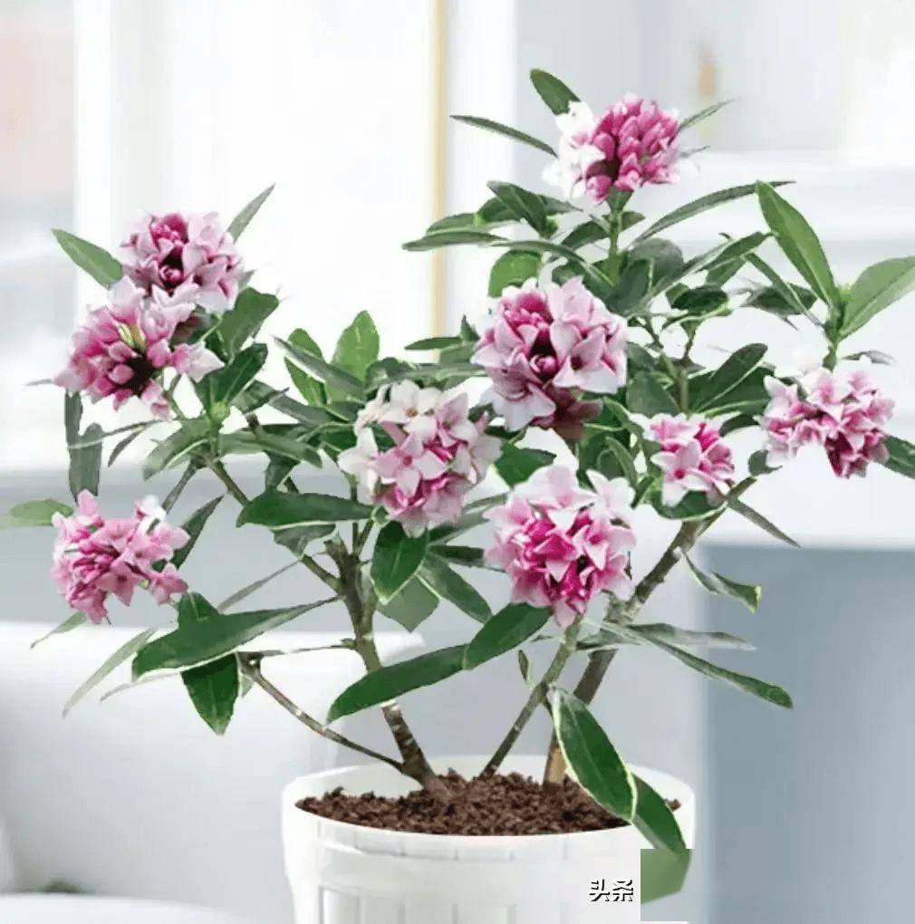 这5种花,堪称"娇小姐",夏季宜收空盆,新手小白慎重入手